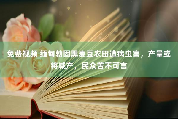 免费视频 缅甸勃固黑麦豆农田遭病虫害，产量或将减产，民众苦不可言